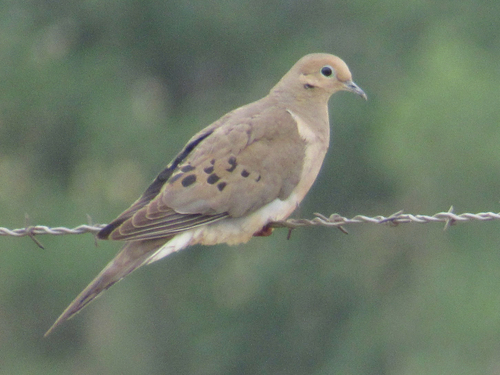 Paloma huilota