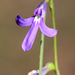 Lobelia dentata 2