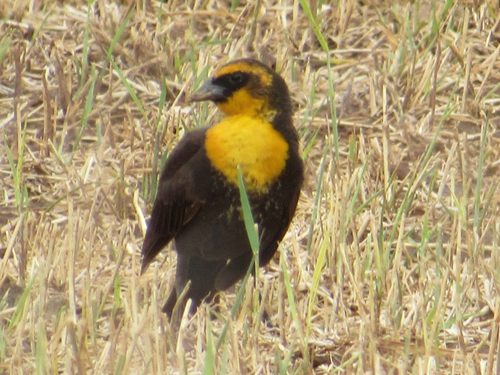 Yellow-headed Blackbird
