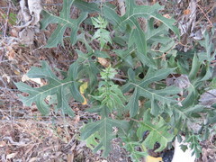 Montanoa bipinnatifida