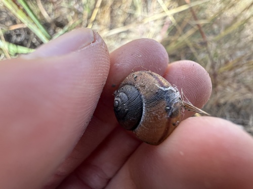 Helminthoglypta nickliniana
