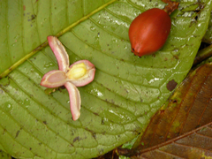 Chrysochlamys dependens