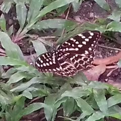 Lexias canescens