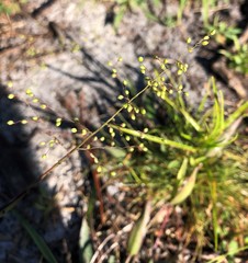 Dichanthelium sphaerocarpon