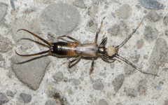 Paratimomenus flavocapitata