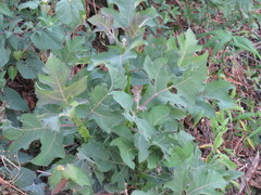 Verbesina greenmanii