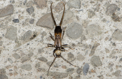 Paratimomenus flavocapitata