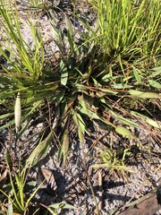 Dichanthelium sphaerocarpon