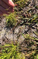 Dichanthelium sphaerocarpon