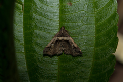 Bertula abjudicalis