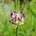 Allium rotundum - Photo (c) Giacomo Assandri, algunos derechos reservados (CC BY-NC), subido por Giacomo Assandri