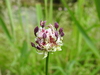 Allium rotundum - Photo (c) Giacomo Assandri, some rights reserved (CC BY-NC), uploaded by Giacomo Assandri