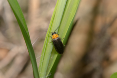Abscondita cerata