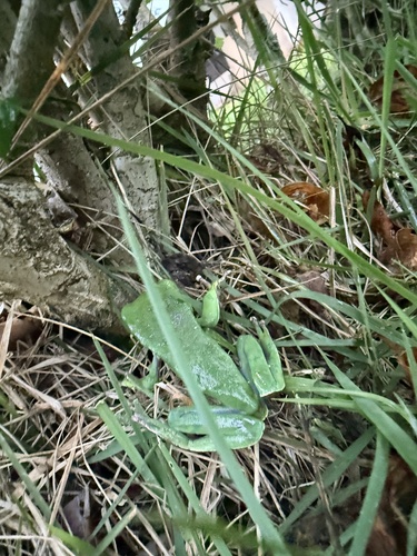 Brazilian Common Walking Leaf Frog, Phyllomedusa burmeisteri