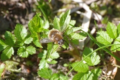 Tachina ursina