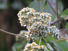 Alloispermum
