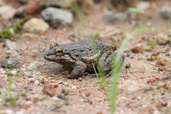 Leptodactylus rugosus