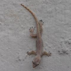 Hemidactylus platyurus