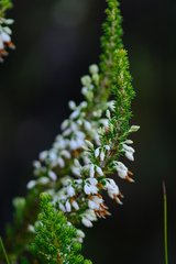 Erica penicilliformis