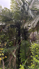 Arenga micrantha, photograph (c) chintan sheth, some rights reserved (CC BY)