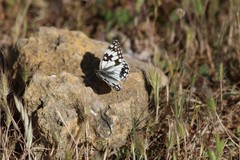 Melanargia occitanica