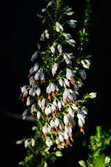 Erica penicilliformis