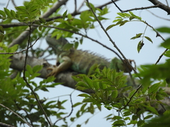 Iguana iguana