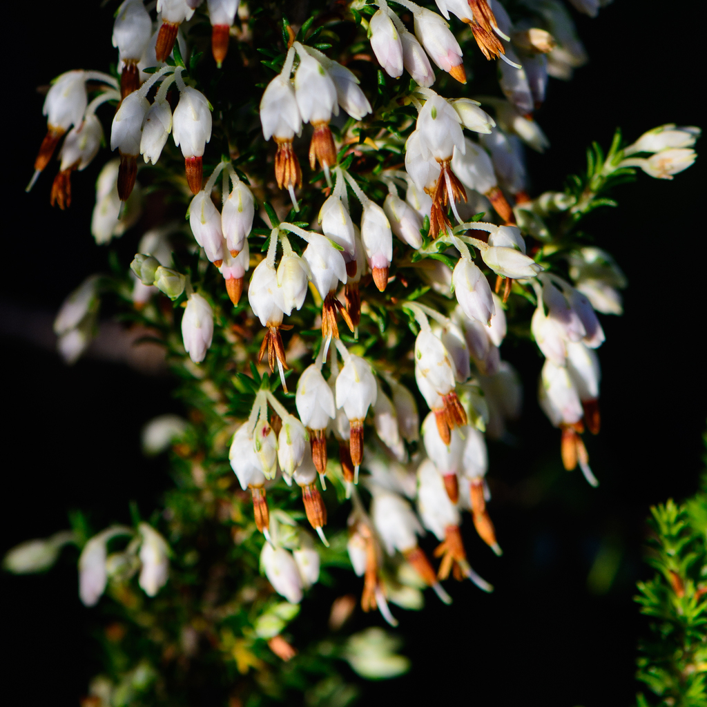 Paintbrush Heath