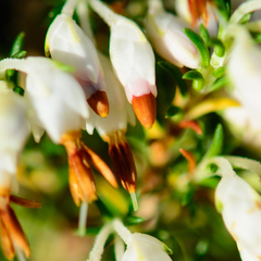 Erica penicilliformis