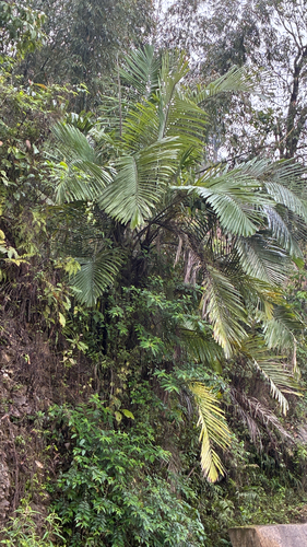Arenga micrantha, photograph 4