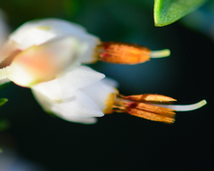 Erica penicilliformis