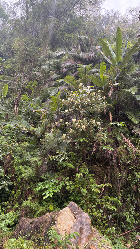 Arenga micrantha, photograph 3