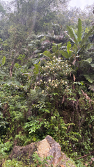 Arenga micrantha, photograph (c) chintan sheth, some rights reserved (CC BY)