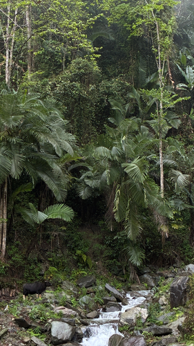 Arenga micrantha, photograph 2