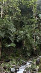 Arenga micrantha, photograph (c) chintan sheth, some rights reserved (CC BY)