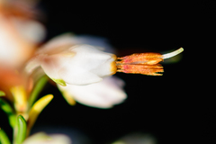Erica penicilliformis
