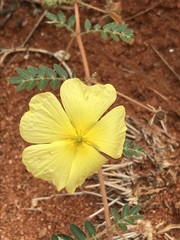 Tribulus pterophorus