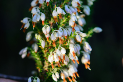 Erica penicilliformis