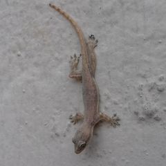 Hemidactylus platyurus