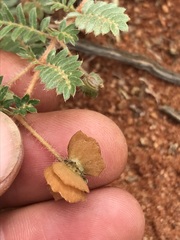 Tribulus pterophorus