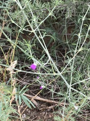 Justicia divaricata