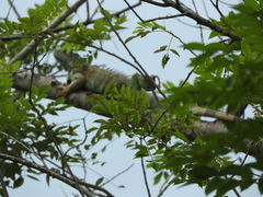 Iguana iguana
