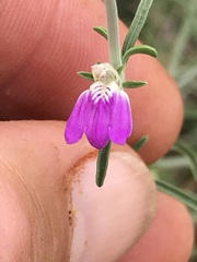 Justicia divaricata