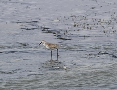 Calidris pusilla