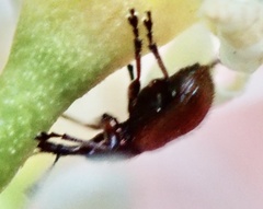 Tatianaerhynchites aequatus