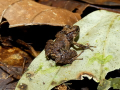 Pristimantis cruentus