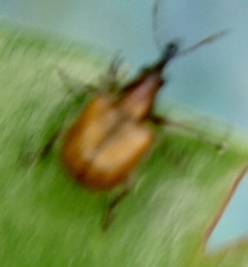 Tatianaerhynchites aequatus