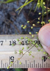 Dichanthelium sphaerocarpon