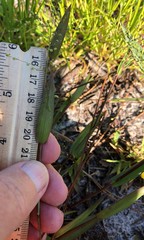 Dichanthelium sphaerocarpon