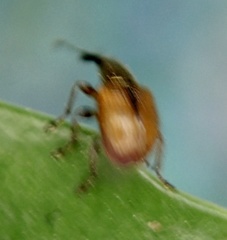 Tatianaerhynchites aequatus